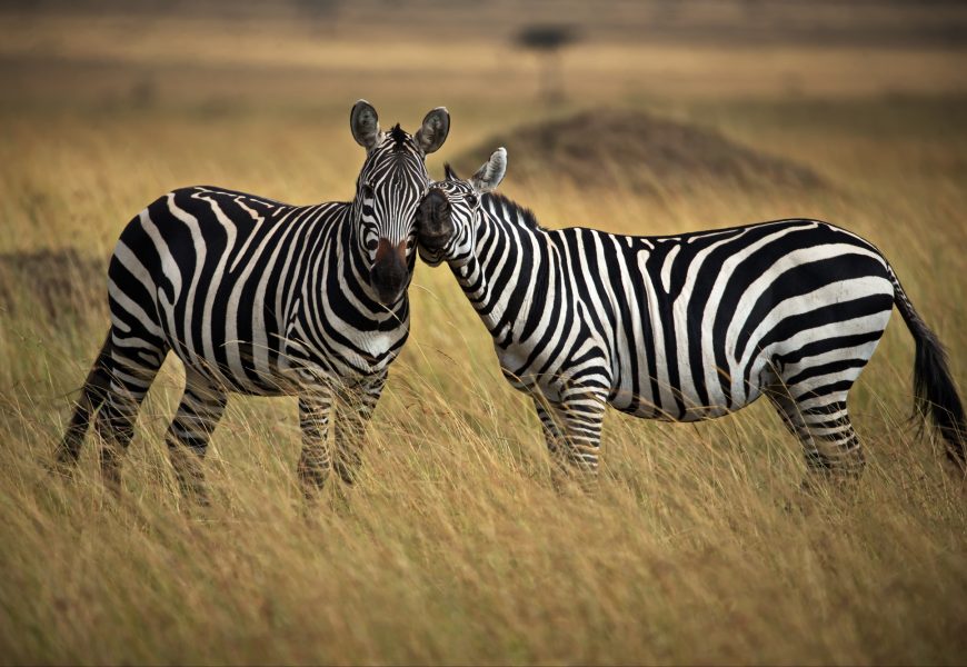 Kenya Destination Guide
